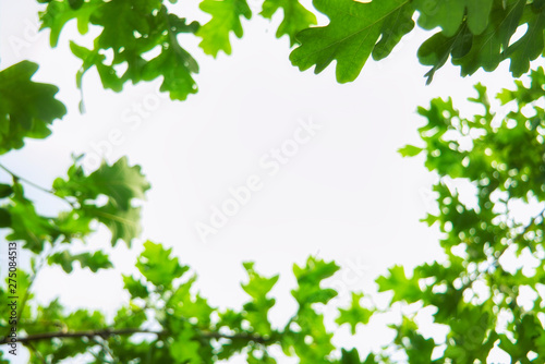 Young light green oak foliage against a blue sky and white clouds.