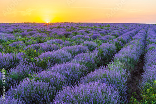 Sunset on the lavender fields in Moldova