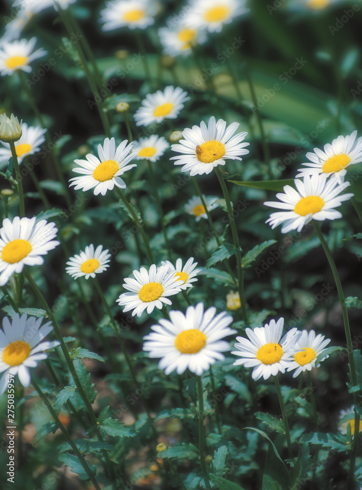 Beautiful chamomile growing in the meadow Beautiful chamomile growing in the meadow
