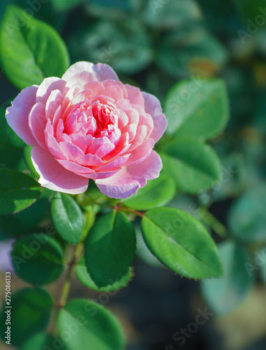 beautiful pink rose, photographed in the garden.