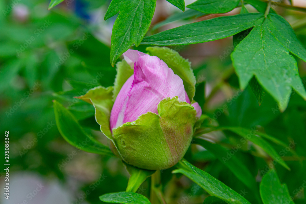 Peony flowers pink rare blooming on a background of pink peonies. Peonies garden. Peony flowers pink rare blooming on a background of pink peonies. Peonies garden.