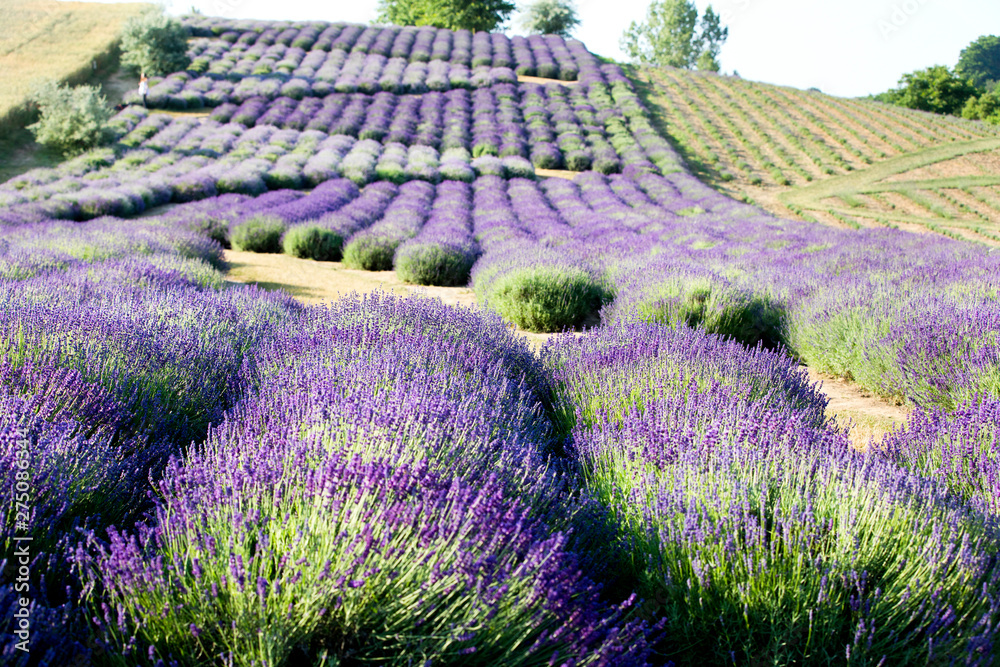 Fototapeta premium Kwitnące pole Lawendy (Lavandula L. ) o wschodzie słońca