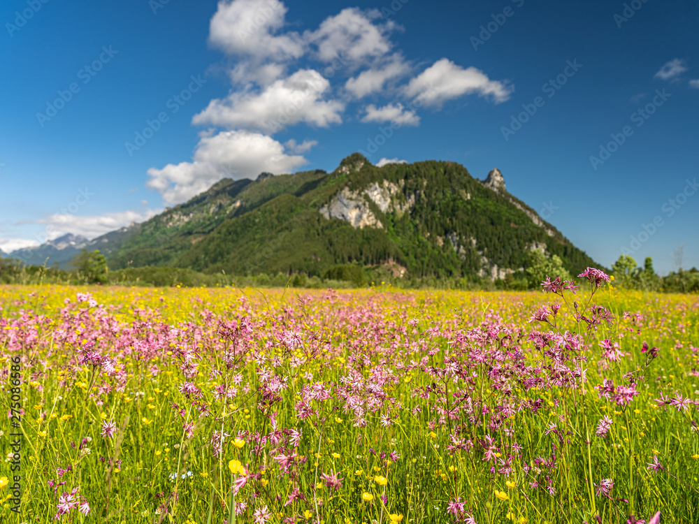 Obraz premium ettaler weidmoos in ammergauer alps, germany