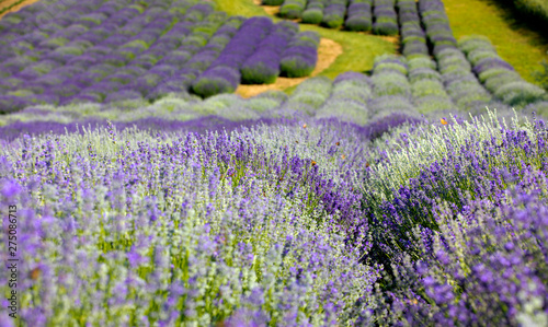 Obraz na płótnie Kwitnące pole Lawendy (Lavandula L. ) o wschodzie słońca w salonie