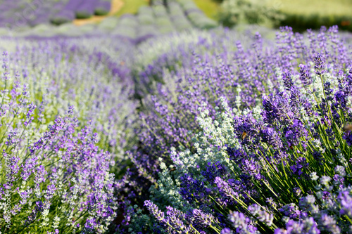 Kwitnące pole Lawendy (Lavandula L. ) o wschodzie słońca