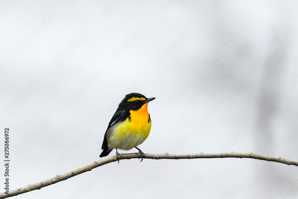 Naklejka premium キビタキ雄(Narcissus Flycatcher)