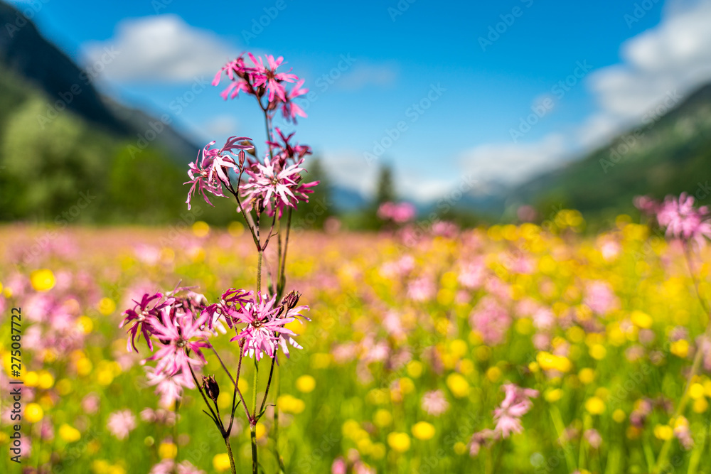 Obraz premium ettaler weidmoos in ammergauer alps, germany
