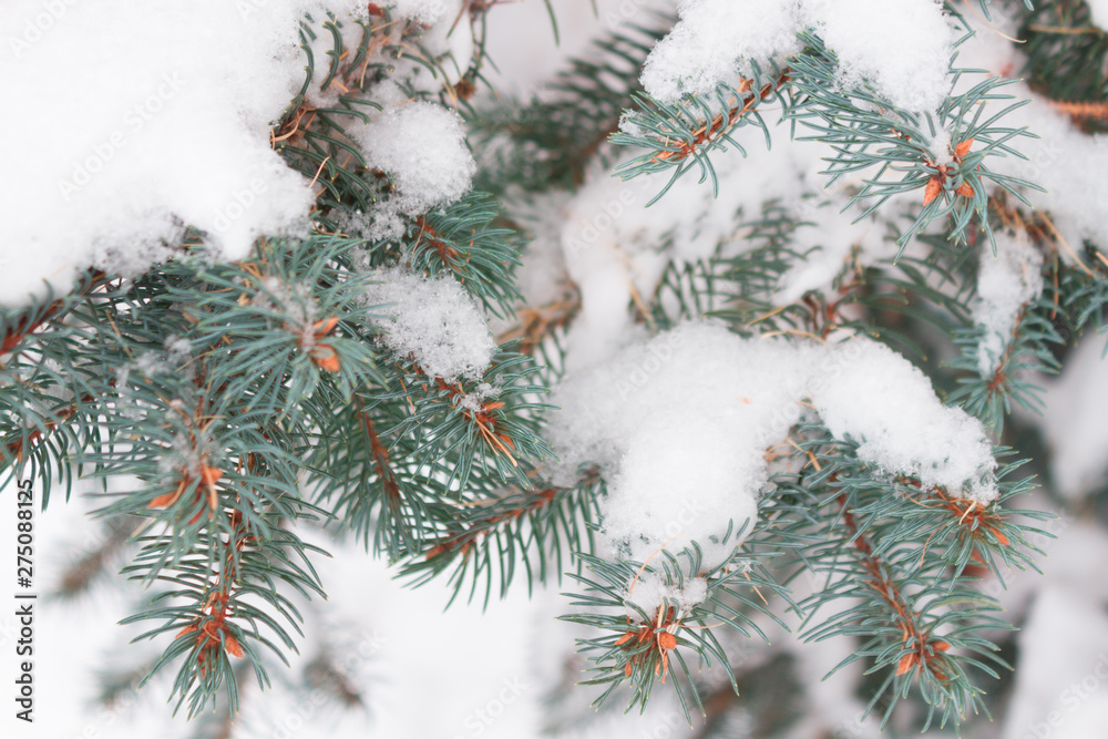 Winter background, close up of frosted pine branch