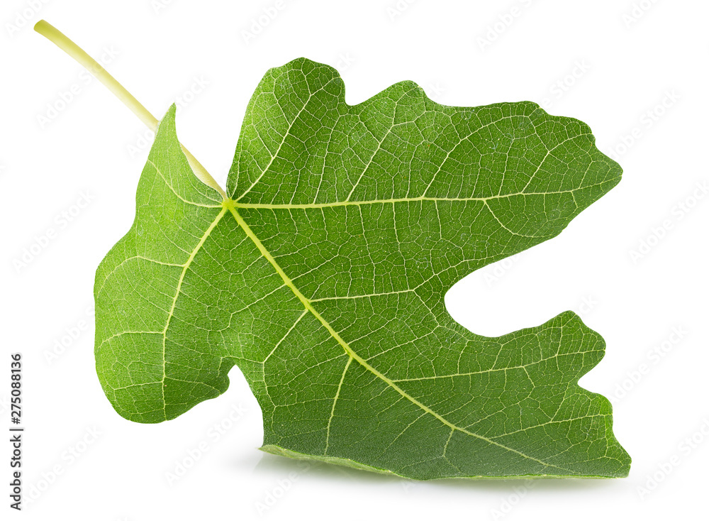 fig leaf isolated on a white background - obrazy, fototapety, plakaty 