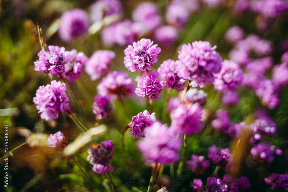 Beach Thrift Flower – Armeria maritima Beach Thrift Flower – Armeria maritima