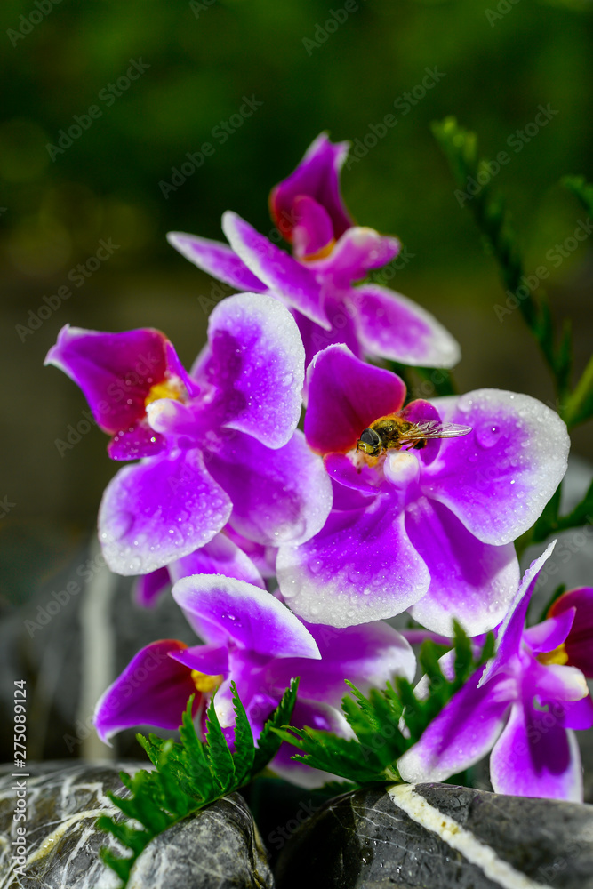 orchid orchid
