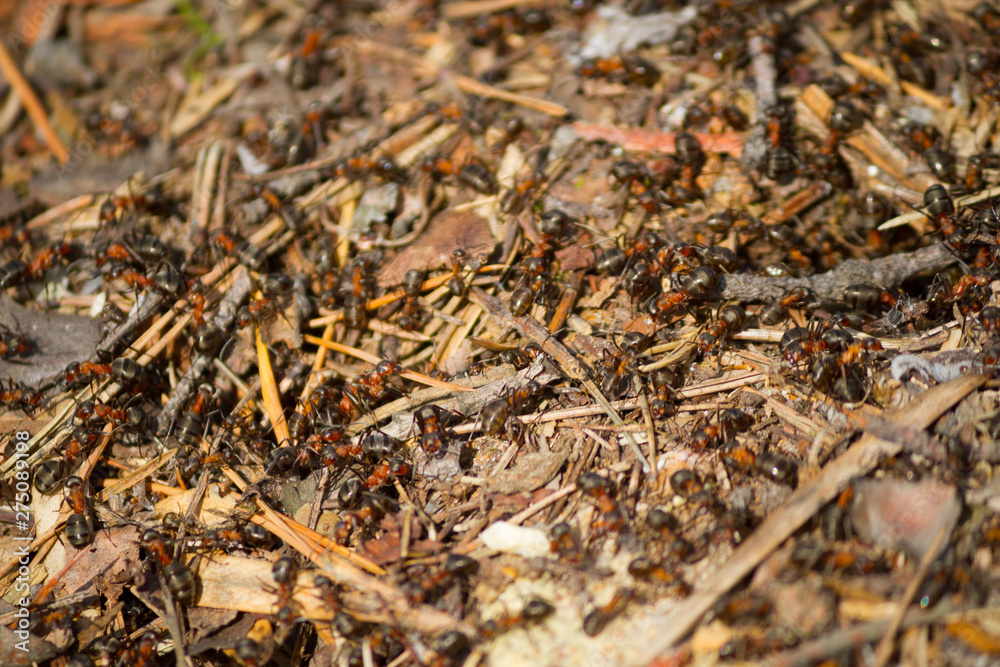 many ants working together many ants working together