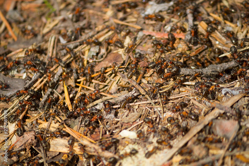 Photography many ants working together