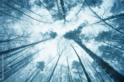 night in pine tree forest