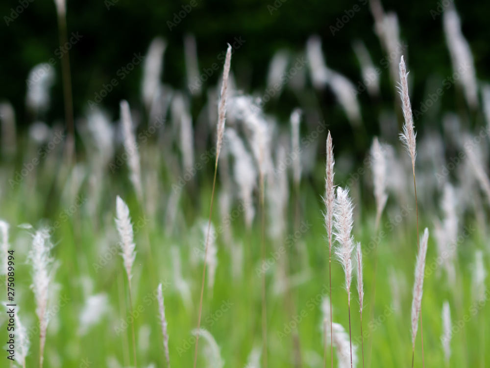 White grass flowers in green pastures, black background White grass flowers in green pastures, black background