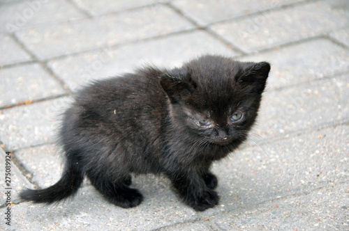Little cute black kitty kitten for the first time on the street.