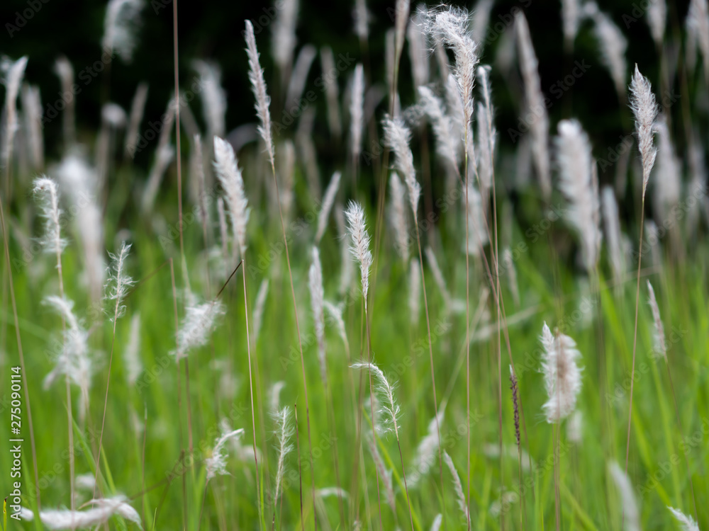 White grass flowers in green pastures, black background White grass flowers in green pastures, black background