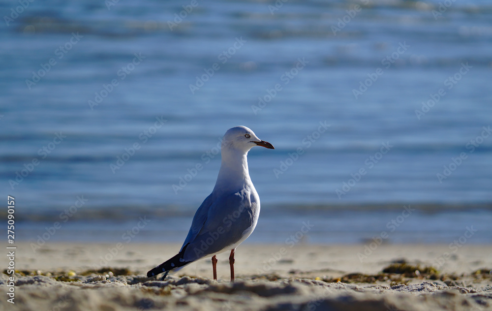 Seagull looking at right side Seagull looking at right side
