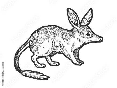Bandicoot animal sketch engraving vector illustration. Scratch board style imitation. Hand drawn image.
