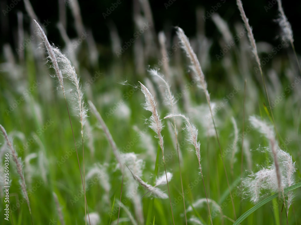 White grass flowers in green pastures, black background White grass flowers in green pastures, black background