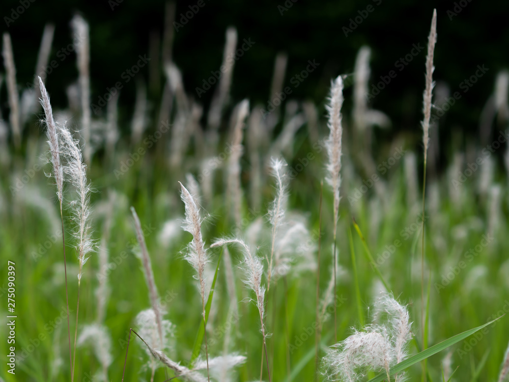 White grass flowers in green pastures, black background White grass flowers in green pastures, black background