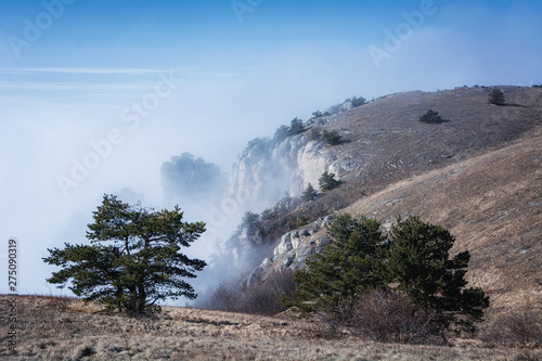 Trees and rocks. Mountain range Demerdzhi, the Republic of Crimea.