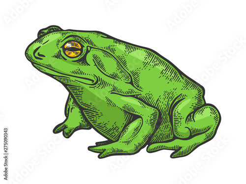 Hallucinogenic frog toad animal color sketch engraving vector illustration. Scratch board style imitation. Black and white hand drawn image.