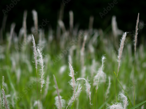 White grass flowers in green pastures, black background