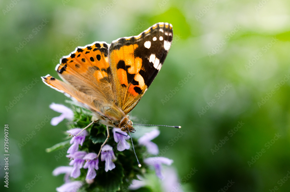 Magic background with painted lady butterfly. Close up photo of butterfly on a garden flower. Magic background with painted lady butterfly. Close up photo of butterfly on a garden flower.
