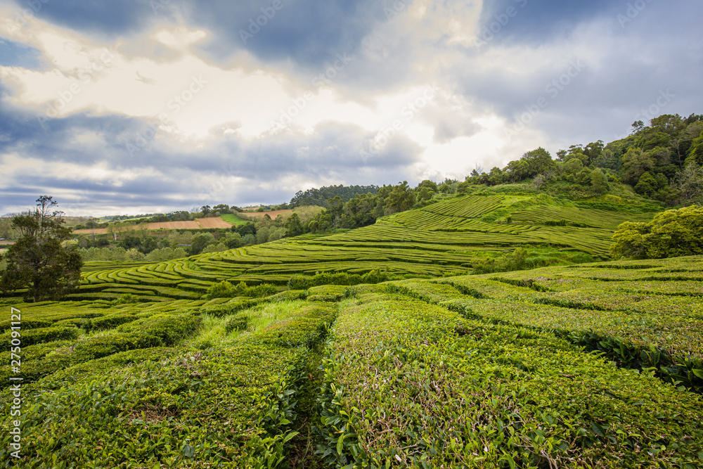 Unique tea plantations on Sao Miguel island, Azores archipelago
