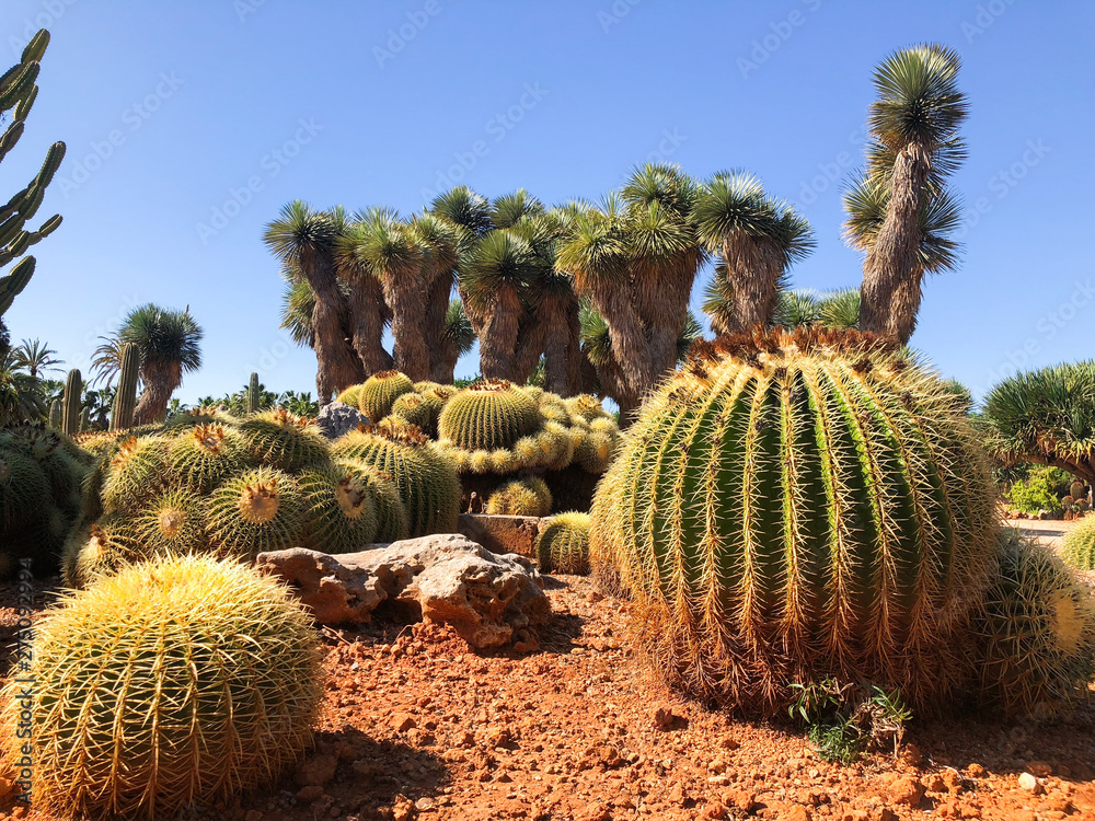 Botanical garden Botanicactus near Ses Salines on Mallorca cactus garden.