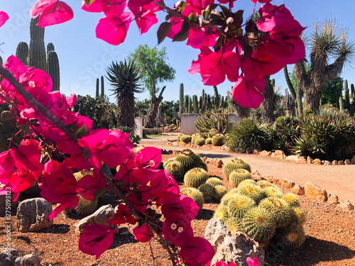 Botanical garden Botanicactus near Ses Salines on Mallorca cactus garden. photo