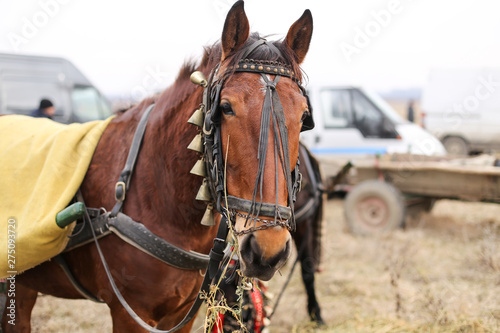 Details with an adorned horse in rural Romania