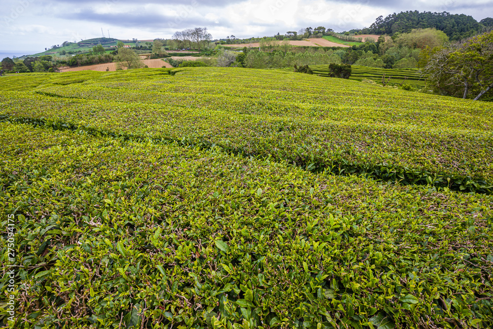 Unique tea plantations on Sao Miguel island, Azores archipelago