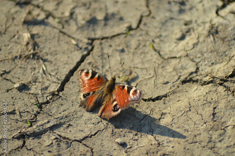 Live in the rice fields