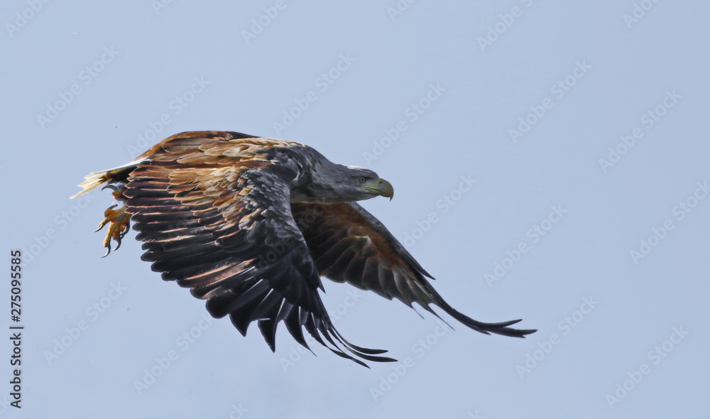 Obraz premium White-tailed eagle in flight, Haliaeetus albicilla , bird of Greenland