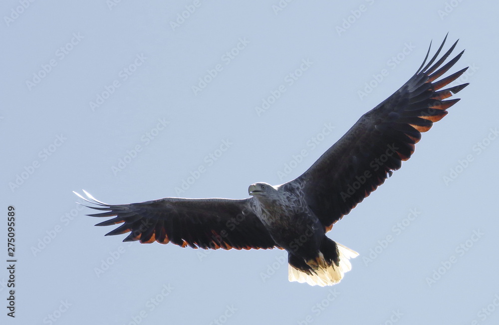 Naklejka premium White-tailed eagle in flight, Haliaeetus albicilla , bird of Greenland
