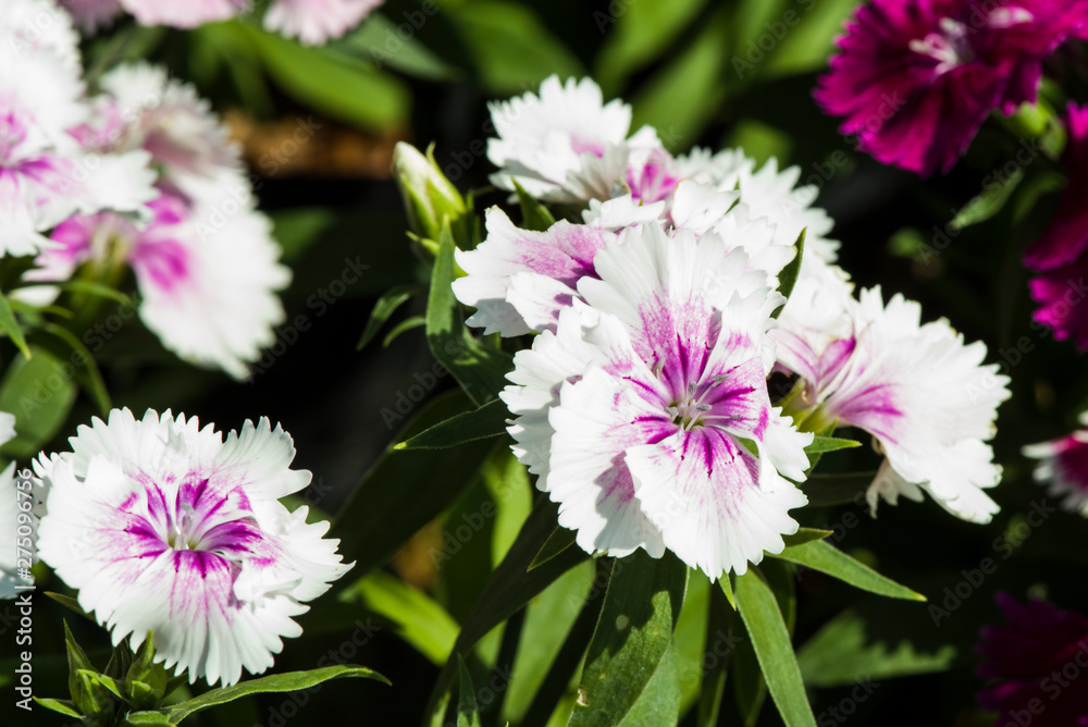 Picture, dianthus flower Purple-white,colourful beautiful in garden