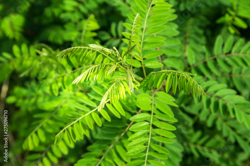 green summer plants  leaves with a blurred background