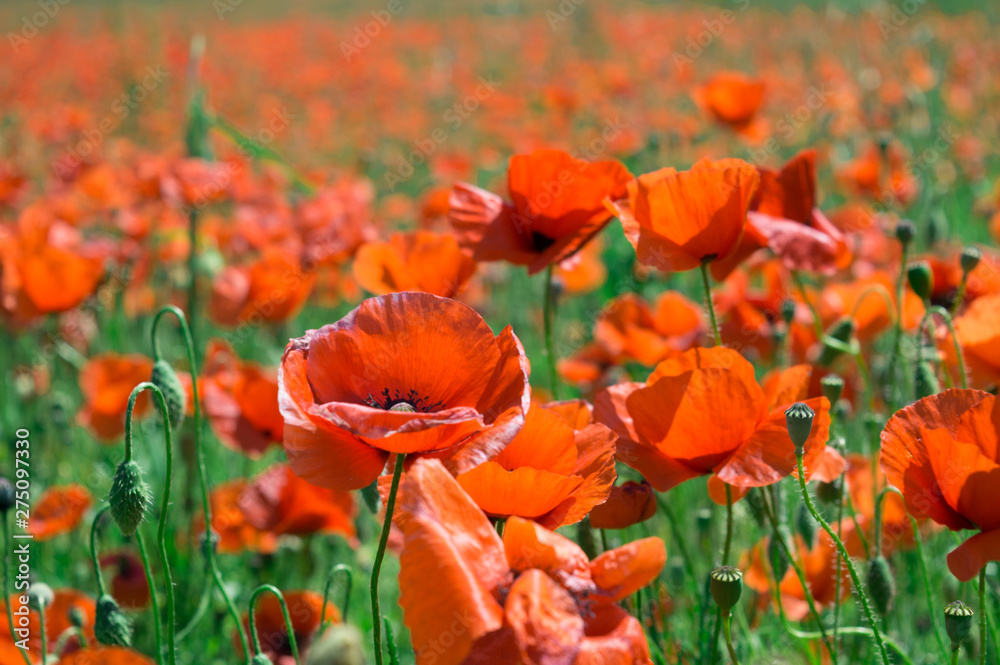 Obraz premium Poppy field