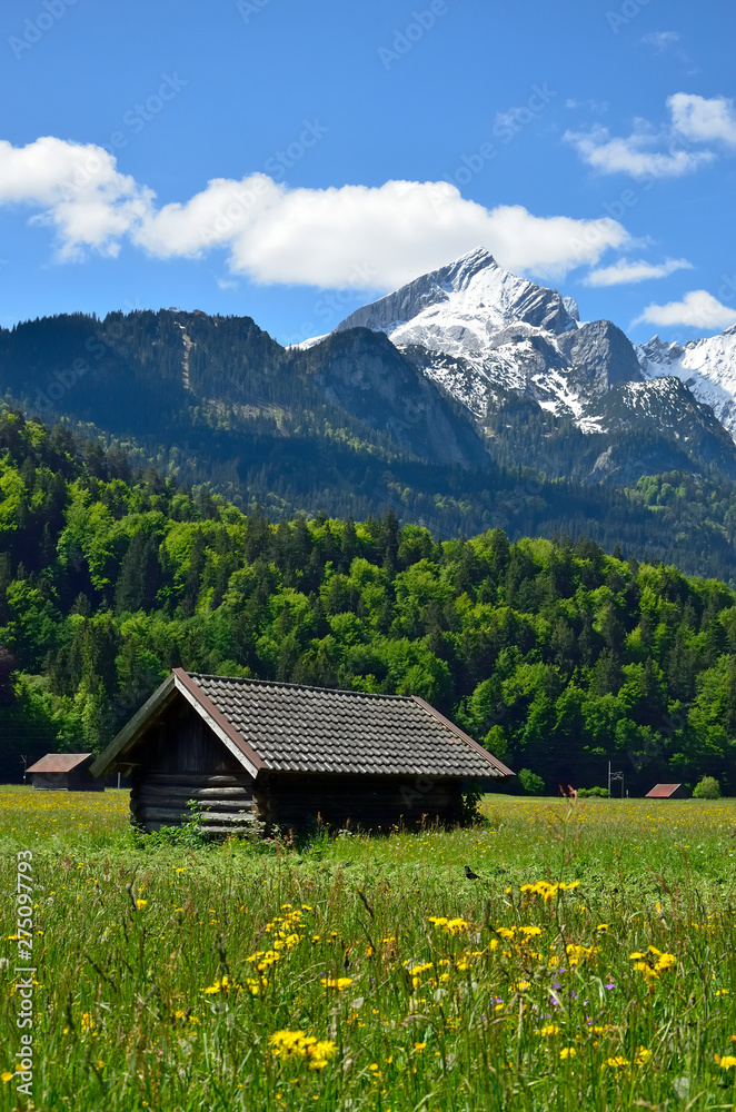 Fototapeta premium Frühlingswiese vor Alpspitze , Garmisch-Partenkirch