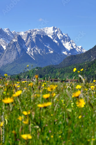 Zugspitze und Frühlingswiese, Garmisch-Partenkirchen