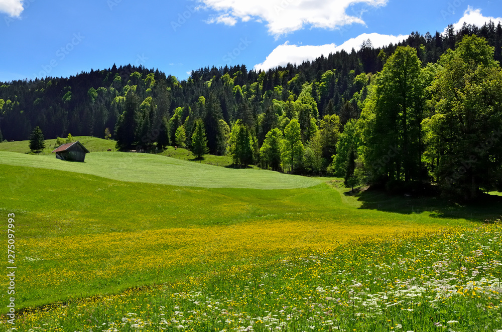 Obraz premium Frühlingswiese bei Garmisch-Partenkirchen