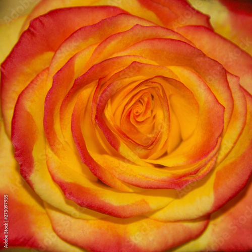 Ready square greeting card  wallpaper  orange rose close-up. macro