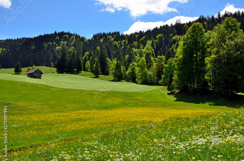 Frühlingswiese bei Garmisch-Partenkirchen