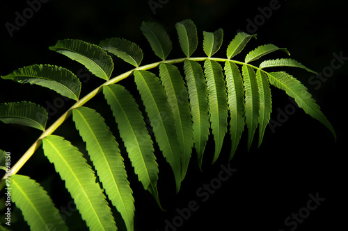 Bild auf Leinwand Staghorn sumac (Rhus typhina) in spring sinlight