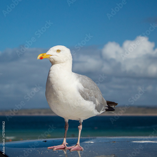 Seagull Close-Up