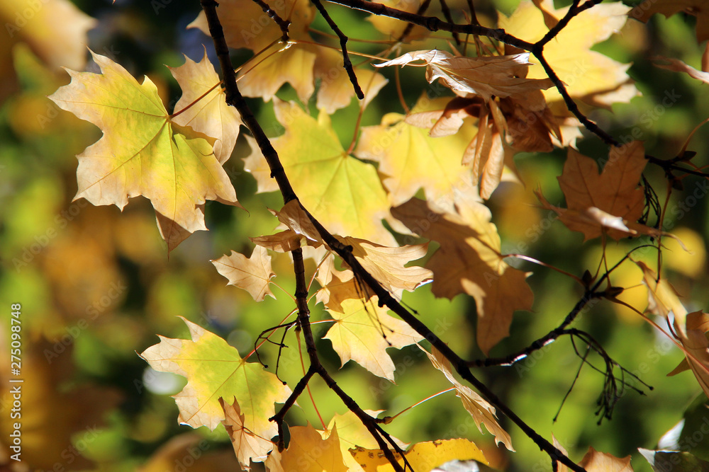 Leaves of Norway Maple or Acer platanoides in autumn against sunlight with bokeh background. Autumn colorful leaves with details. Sunny autumn maple Leaves of Norway Maple or Acer platanoides in autumn against sunlight with bokeh background. Autumn colorful leaves with details. Sunny autumn maple