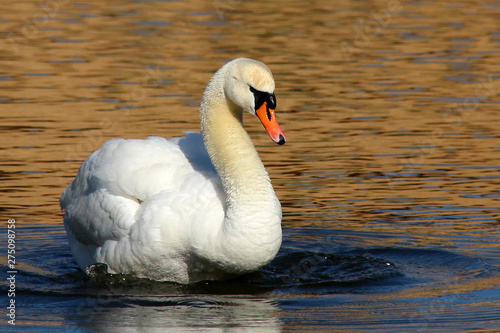 Graceful white Swan swimming in the lake. Beautiful swan. Single white Swan on the pond. Water on background with ripples.Swans in the wild. Romance of white swan with beautiful landscape.