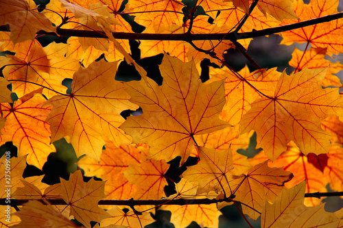 Leaves of Norway Maple or Acer platanoides in autumn against sunlight with bokeh background. Autumn colorful leaves with details. Sunny autumn maple